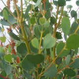 Eucalyptus webstriana TUBESTOCK