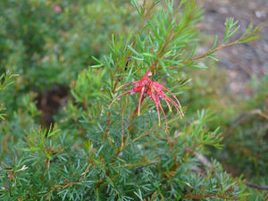 Grevillea thelemanniana “Red Wings” TUBESTOCK