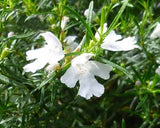 Westringia longifolia TUBESTOCK