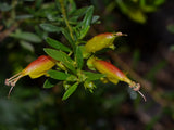 Eremophila glabra ssp. carnosa TUBESTOCK