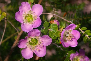 Leptospermum rotundifolia ‘Julie Anne’ TUBESTOCK