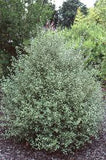 Pittosporum tenuifolium ‘Silver Sheen’  - Non Native