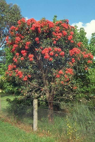 Corymbia ficifolia 'Red flowering gum' Tubestock – The Native Shop