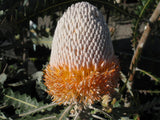 Banksia prionotes TUBESTOCK