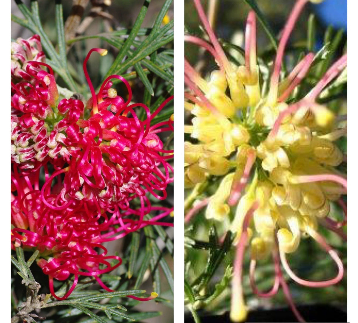 Grevillea Winpara 'Surprise' The Native Shop