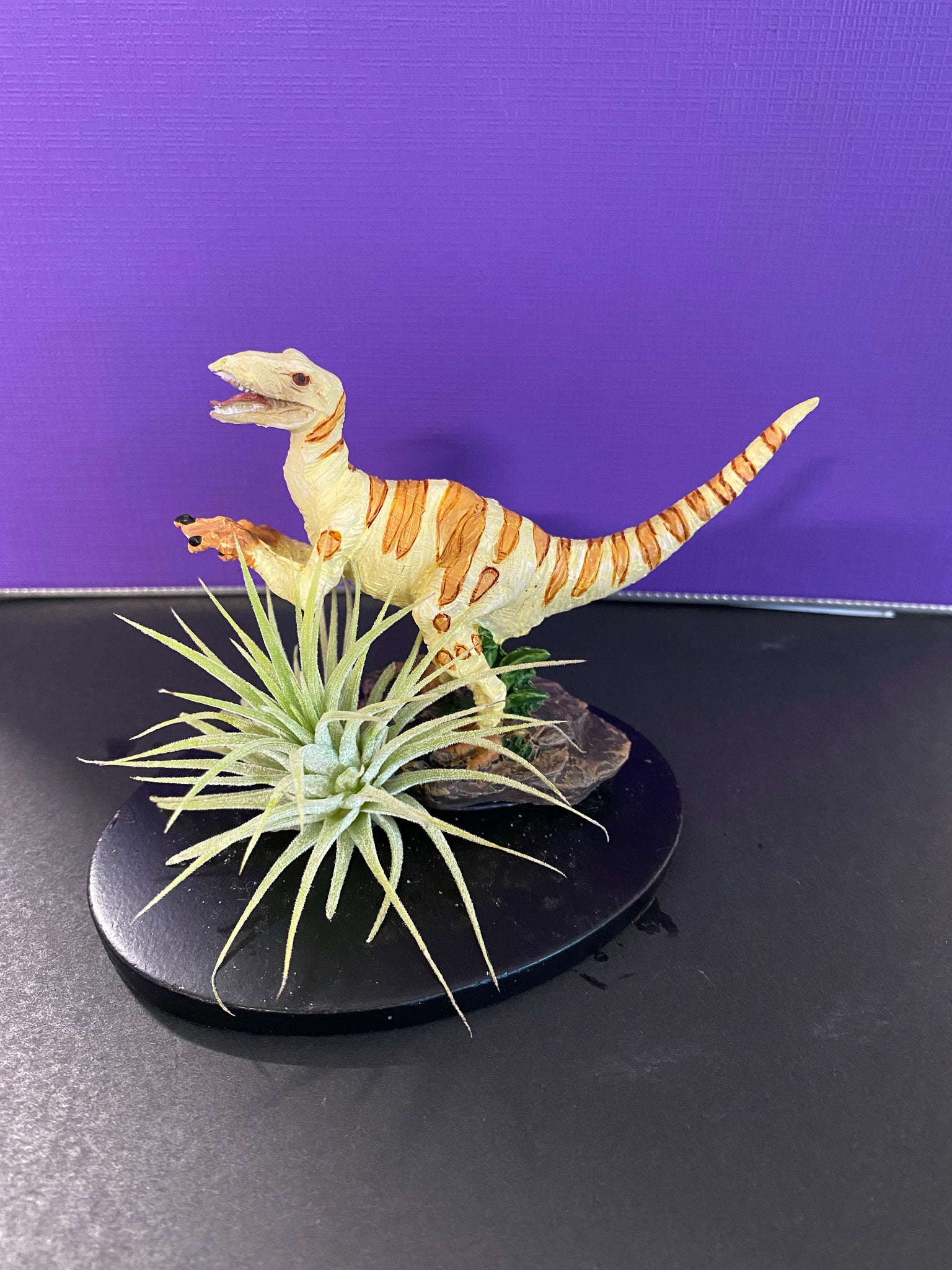 dinosaur air plant Mounted Air Plants - Tillandsia