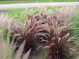 Pennisetum advena Rubrum -  PURPLE FOUNTAIN GRASS  TUBESTOCK