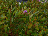 Hardenbergia violacea’Mini Ha Ha’ TUBESTOCK