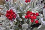 Helichyrsum amorginum ‘Red Jewel’ TUBESTOCK