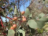 Eucalyptus webstriana TUBESTOCK