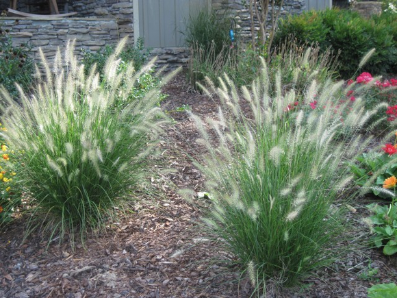 Pennisetum alopecuroides 'Swamp Fountain Grass' TUBESTOCK