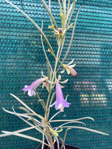 Eremophila oppositifolia lilac-cream TUBESTOCK