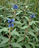 Salvia corrugata blue TUBESTOCK - Non Native