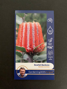 Angus seeds Scarlet Banksia