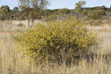 Acacia trineura  TUBESTOCK