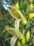 Eremophila maculata ‘Winter Gold’ TUBESTOCK