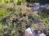 Austromyrtus ‘Copper Tops’ Midgenberry Tubestock