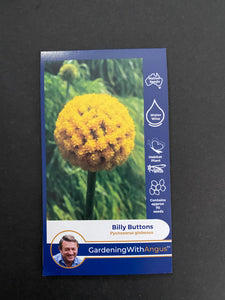 Angus seeds Billy buttons