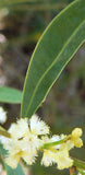 Acacia myrtifolia TUBESTOCK