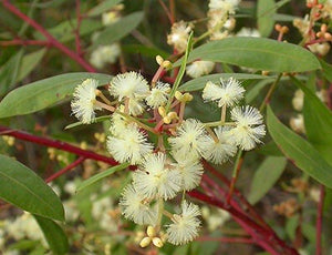 Acacia myrtifolia TUBESTOCK