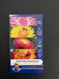 Angus seeds Mixed colour strawflowers