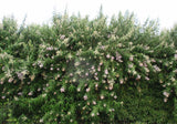 Buddleja salviifolia TUBESTOCK - Non Native