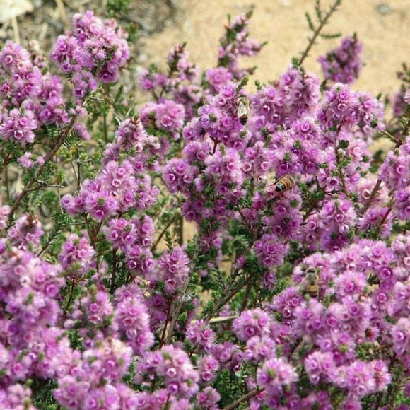 Verticordia plumosa purple TUBESTOCK