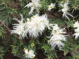 Melaleuca linariifolia TUBESTOCK