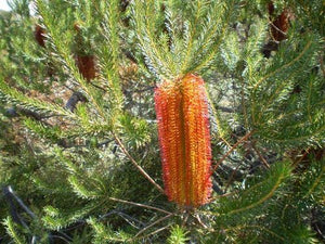Banksia ericifolia var macrantha TUBESTOCK