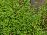 Mentha australis - Native Mint  TUBESTOCK