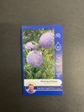 Angus seeds Blue lace flower