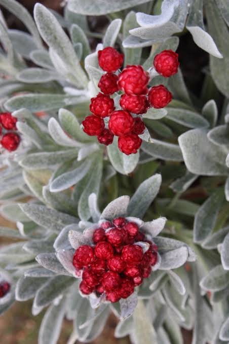 Helichyrsum amorginum ‘Red Jewel’ TUBESTOCK