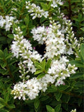 Hebe buxifolia TUBESTOCK - Non Native
