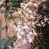 Jasminum polyanthum TUBESTOCK - Non Native