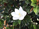 Magnolia grandiflora 'Little Gem'  TUBESTOCK - Non Native