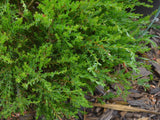 Melaleuca nesophila 'Narrow NessTUBESTOCK