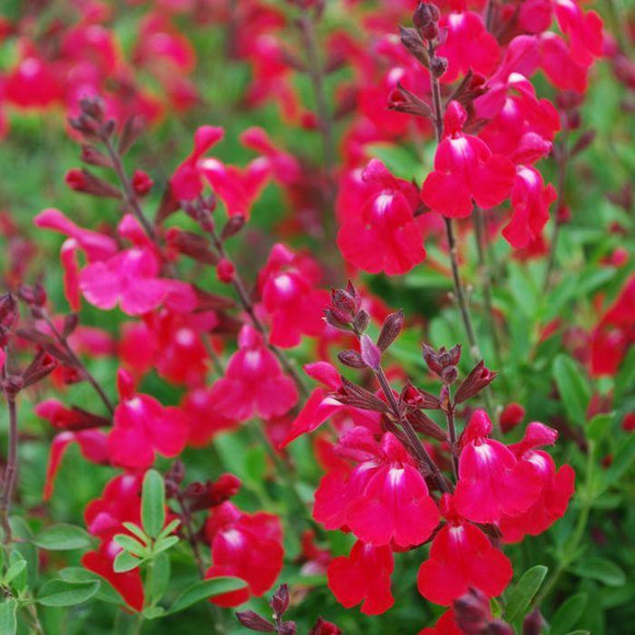Salvia greggi 'Sierra Red' TUBESTOCK - Non Native