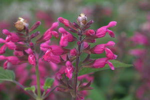 Salvia involucrata 'Joan' TUBESTOCK - Non Native