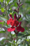 Salvia 'Silas Dyson' TUBESTOCK - Non Native