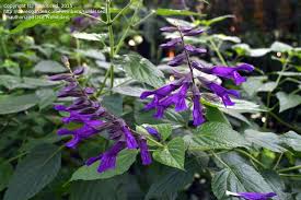 Salvia 'Purple Majesty' TUBESTOCK - Non Native