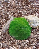 Scleranthus uniflorus  Tubestock- Native