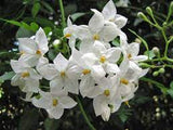 Solanum jasminiodes Tubestock