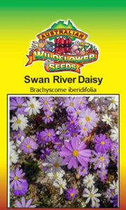 Brachyscome iberidifolia - Swan River Daisy (SEEDS)